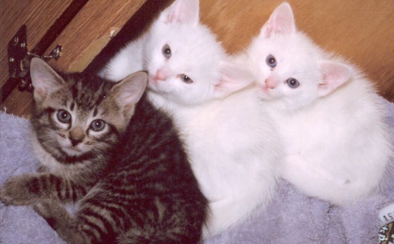 A cat and two kittens are sitting on the floor.