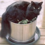 A black cat sitting in a silver pot.