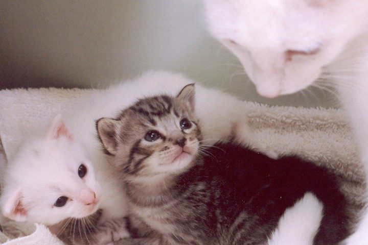 Two cats and a kitten laying on the floor.