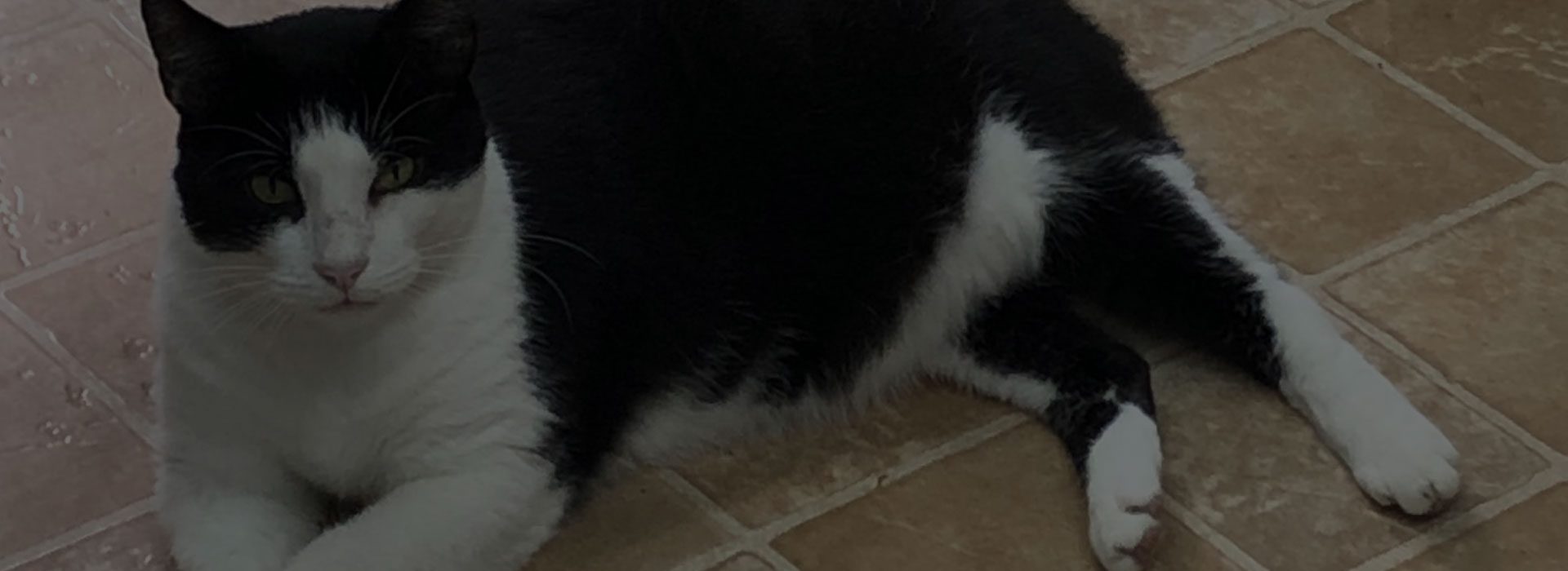 Adoption Partners - Information - The Rescue Ranch