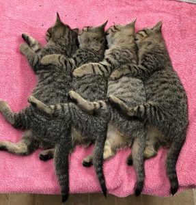 Four cats are laying on a pink towel.