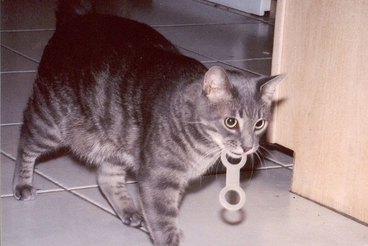 A cat is playing with a toy in the kitchen.